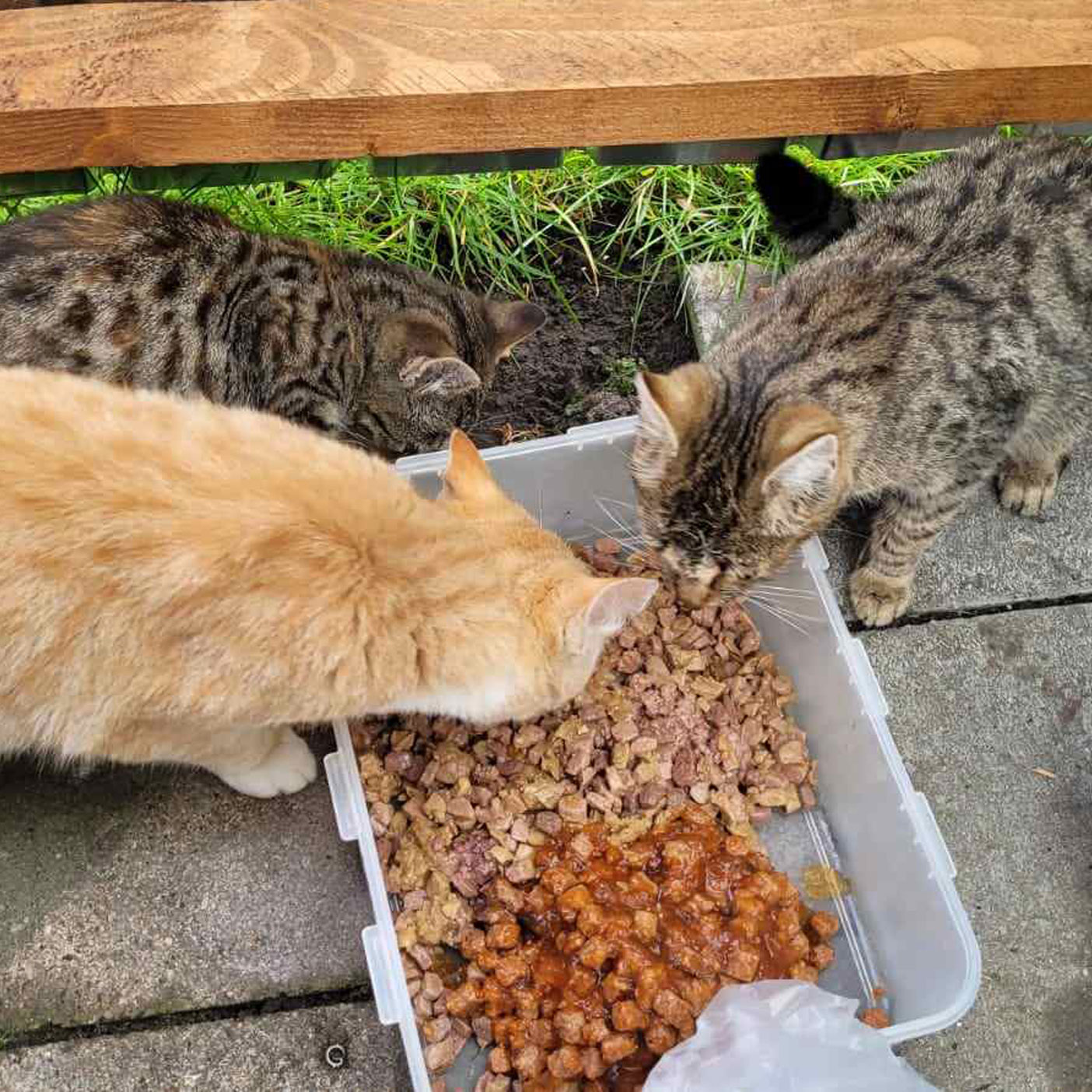 tiere notlage